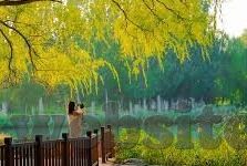 糖心视频app官网入口ios-解锁娱乐新体感，探索糖心视频app官网入口在ios平台的独特魅力